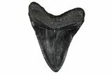 Fossil Megalodon Tooth - South Carolina #340288-1